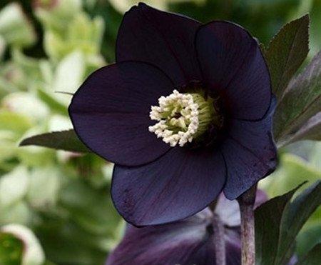 嚏根草的分株繁殖