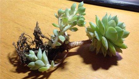 黑腐病的静夜 黑腐病的静夜
