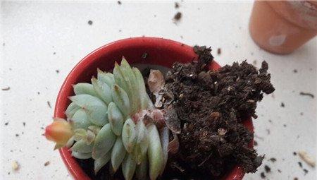 可怜的黑腐病的静夜 可怜的黑腐病的静夜