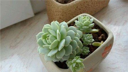 爆了崽子的静夜
