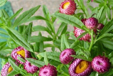 麦秆菊的春夏养护 麦秆菊的春夏养护