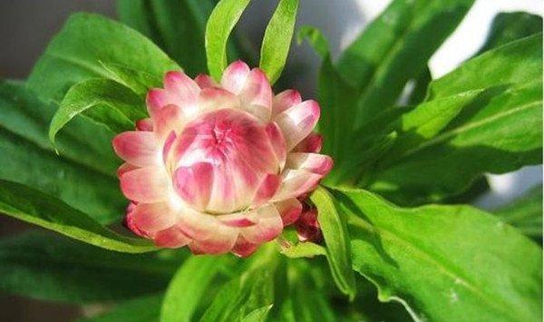麦秆菊的四季养护方法