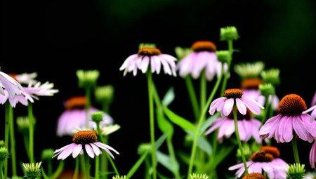 松果菊的繁殖方法