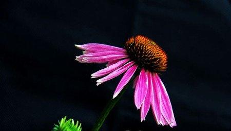 松果菊的定植方法