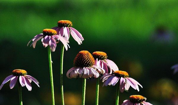 松果菊的繁殖方法