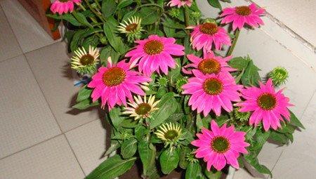 松果菊移栽后的管理