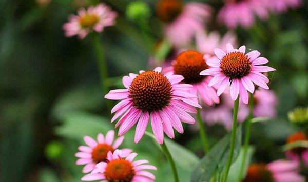 松果菊怎样移栽