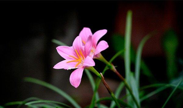 韭菜莲的繁殖方法