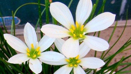 美丽的韭菜莲