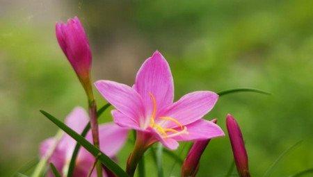 韭菜莲美图