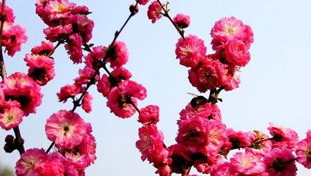 榆叶梅的春季养护方法 榆叶梅的春季养护方法