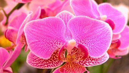 兰花 兰花