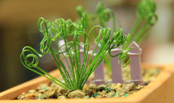 弹簧草的繁殖方法