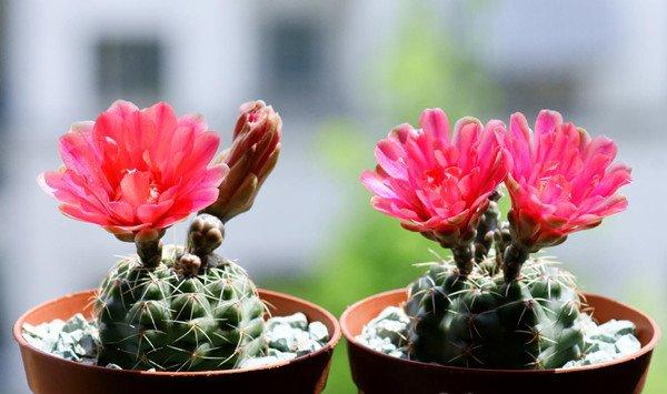 绯花玉的四季养护技巧