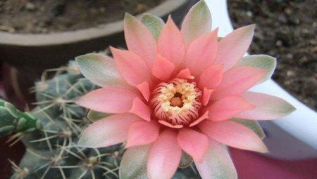 绯花玉