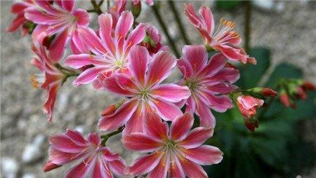 露薇花换盆之倒盆