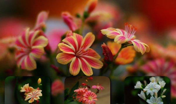 露薇花怎么换盆
