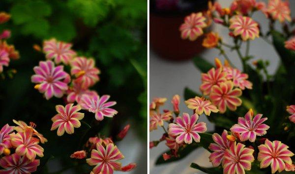 露薇花冬天怎么养