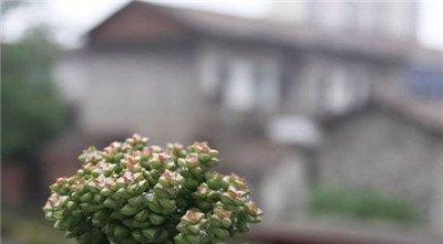 小米星度夏之浇水