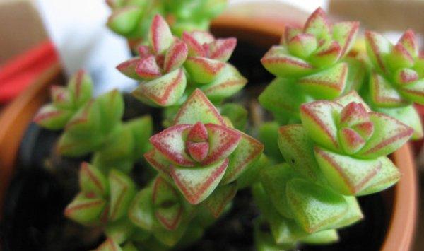 小米星的度夏方法