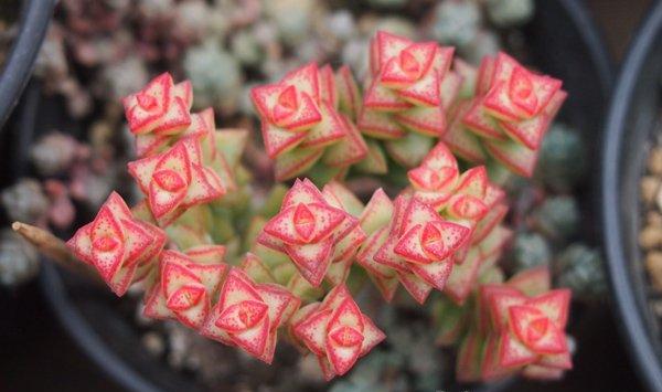 小米星冬季怎么养