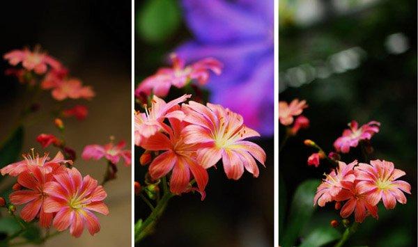 露薇花怎么施肥