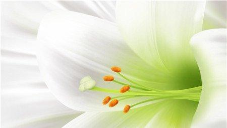 百合花 百合花