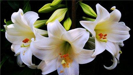 百合花 百合花