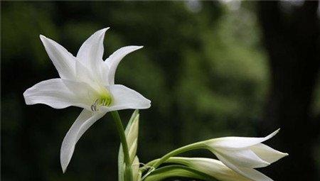 百合花 百合花