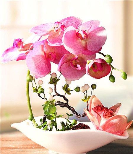 蝴蝶兰怎么浇水