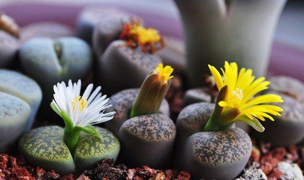 生石花从授粉取种到苗期管理全过程