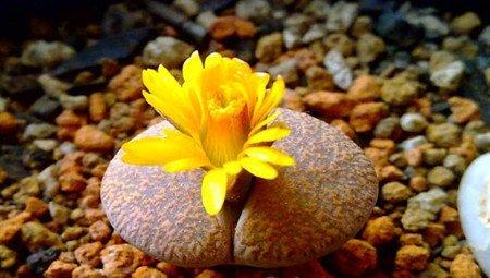 生石花 生石花