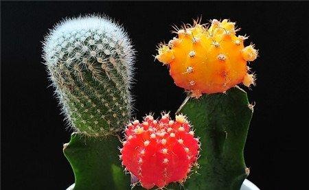 促使仙人球开花的方法 促使仙人球开花的方法