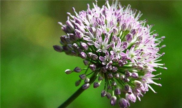 野韭菜的养殖方法和注意事项 野韭菜的养殖方法和注意事项