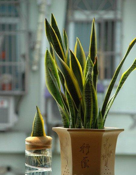 虎尾兰 虎尾兰