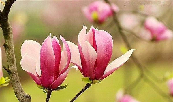 紫玉兰的养殖方法