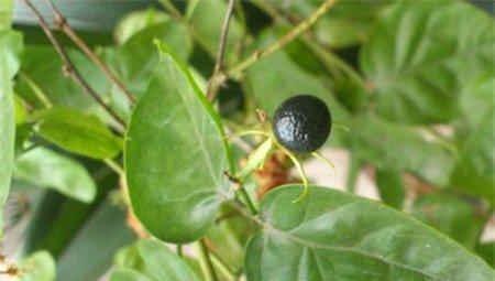 茉莉花种子 茉莉花种子