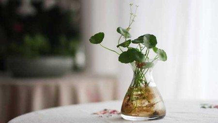 水培植物 水培植物