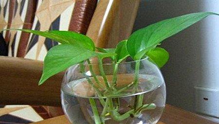 水培 水培