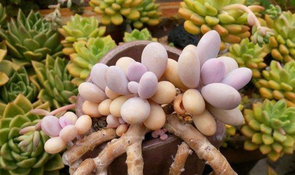 多肉植物桃之卵的夏季养护方法