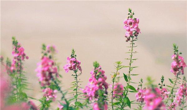 养花秘籍：家庭养花环保除虫法