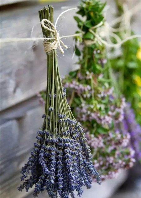 薰衣草 薰衣草