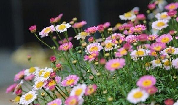 「图解」玛格丽特花修剪