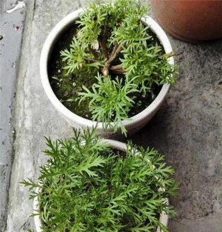 玛格丽特花修剪方法