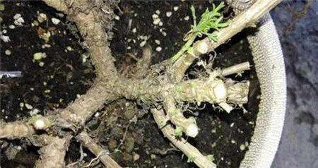 玛格丽特花修剪后长芽