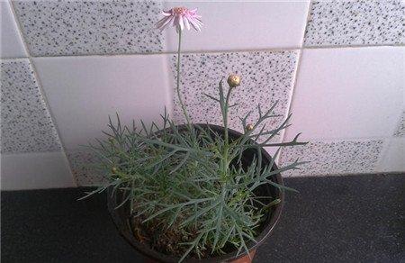 玛格丽特花一定要修剪吗