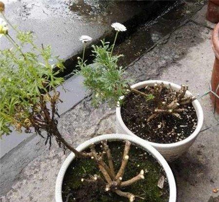 玛格丽特花修剪步骤