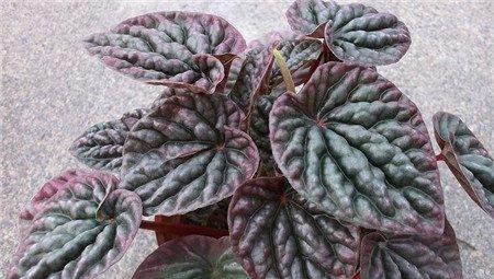 皱叶椒草