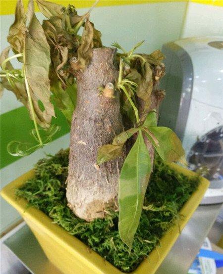 发财树夏天养殖中出现的问题