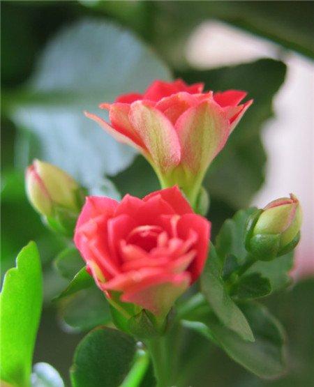 长寿花